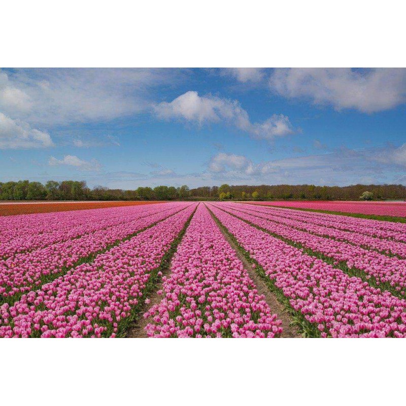 Het Roze Bloemenveld