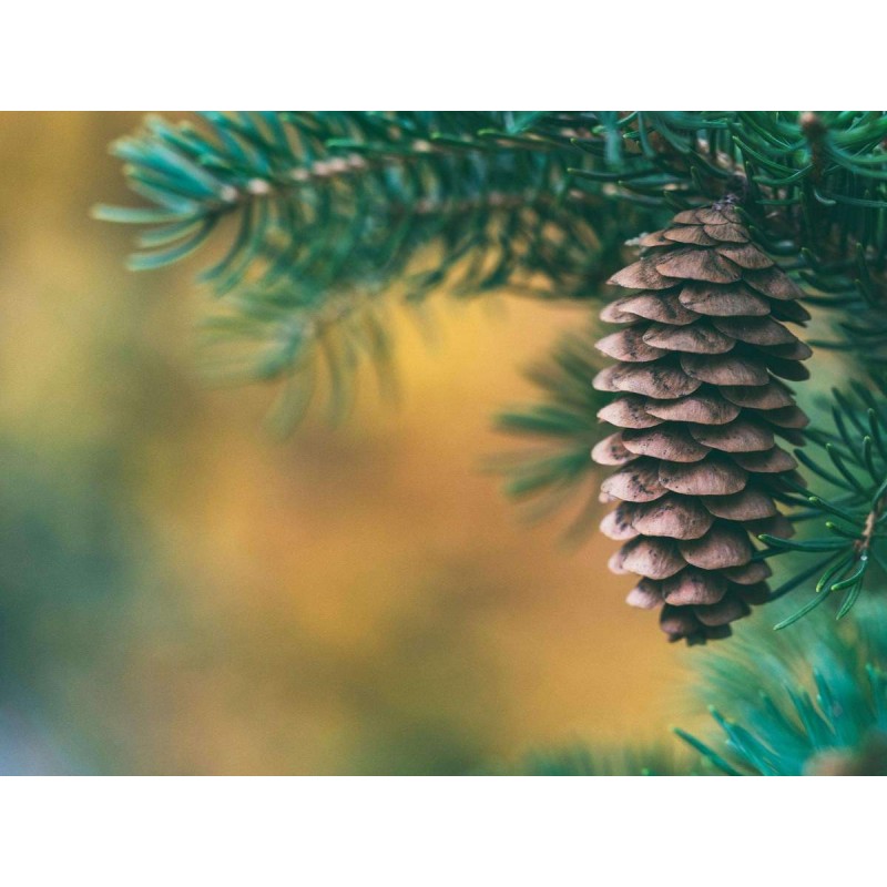 Dennenappel in Kerst...