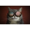 Kat met Amerikaanse Vlag