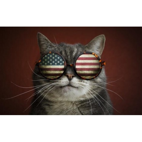 Kat met Amerikaanse Vlag