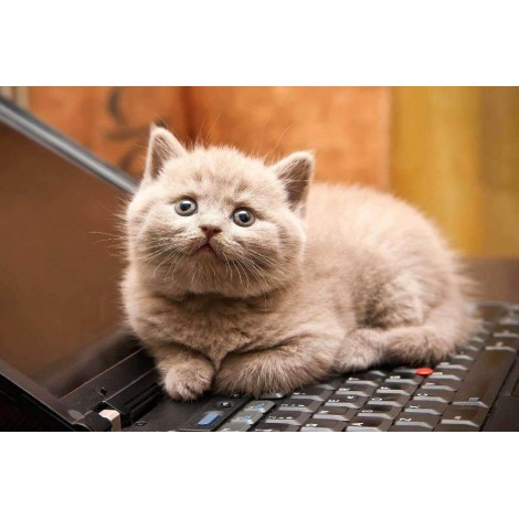 Katje op Laptop