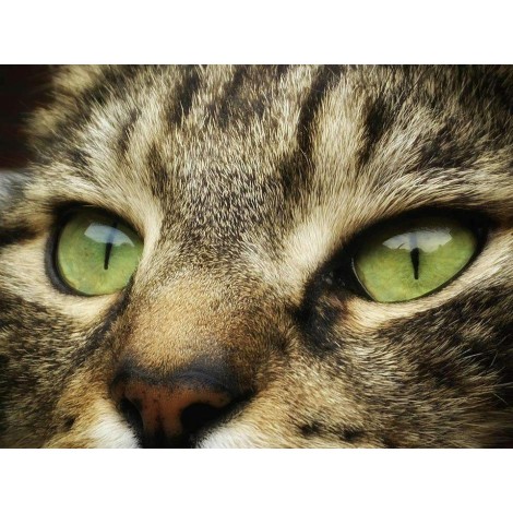 Gestreepte Kat Close Up