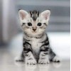 De Mooiste Kitten