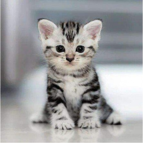 De Mooiste Kitten