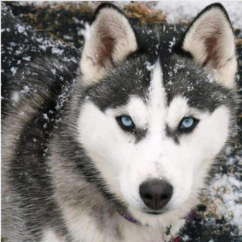 Husky Hond