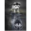 Hond Wolf Reflectie