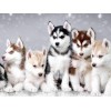 Husky Pups