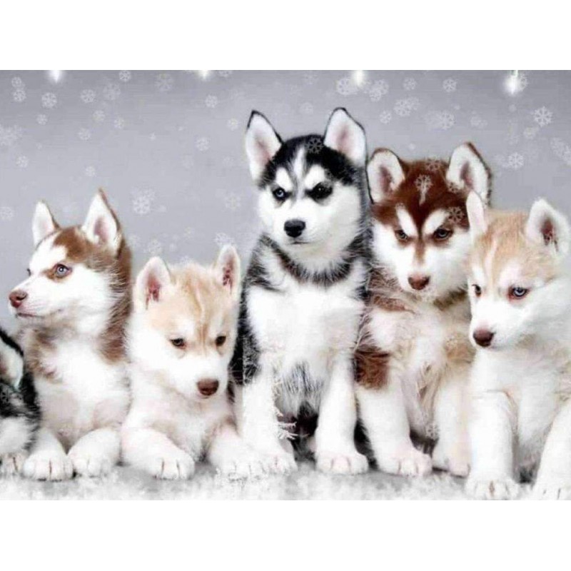 Husky Pups