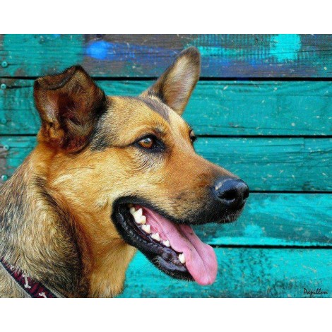 Duitse Herder voor Blauwe Wand