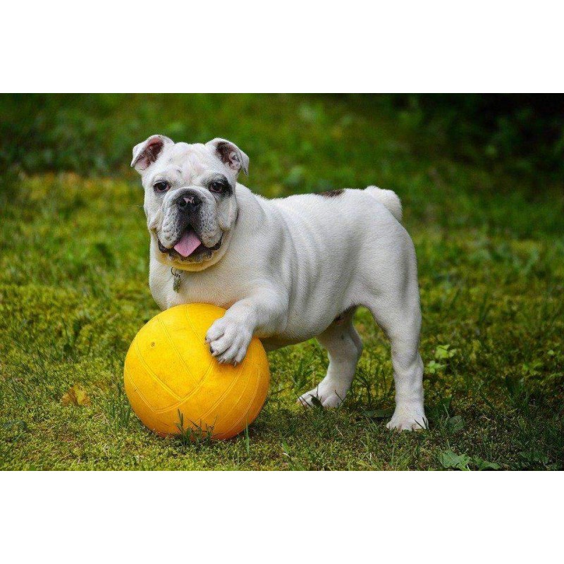 Bulldog met Gele Bal