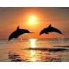 Dolfijnen bij Zonsondergang