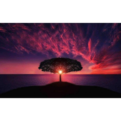 Rode Zonsondergang Boom