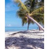 Palmboom Strand