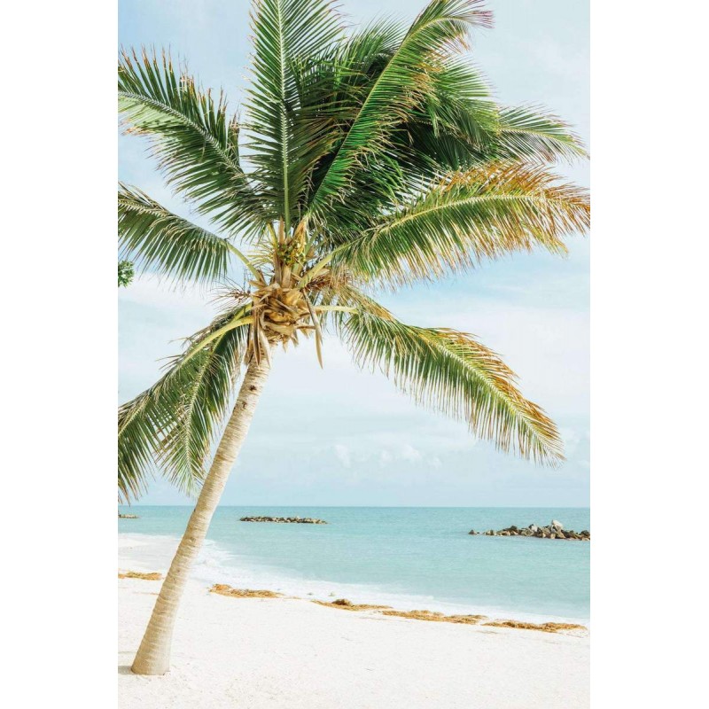 Palmboom aan Zee